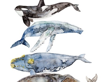 Whale Species, Whale Painting, Watercolor Painting, Whale Art, Nautical Art, Beach Decor, Orca, Whale Nursery, Print titled, "Whale Species"