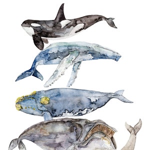Whale Species, Whale Painting, Watercolor Painting, Whale Art, Nautical Art, Beach Decor, Orca, Whale Nursery, Print titled, "Whale Species"