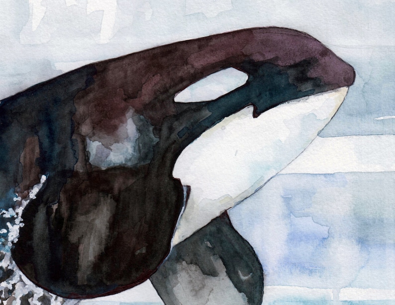 Orca Painting Print from Original Watercolor Painting, Icy Waters, Beach Decor, Whale Art, Orca Art, Whale Print image 3