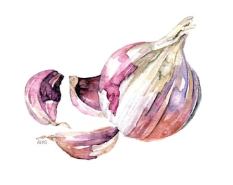 May include: Watercolor painting of a garlic bulb and three cloves. The garlic bulb is a mix of purple, white, and brown hues. The cloves are a deep purple color. The artwork is set against a white background.