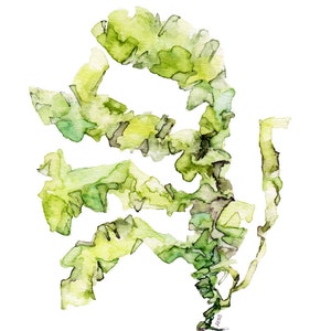 Sea Lettuce Painting - Print from Original Watercolor Painting, &quot;Sea Lettuce&quot;, Ocean Art, Green Seaweed, Under the Sea