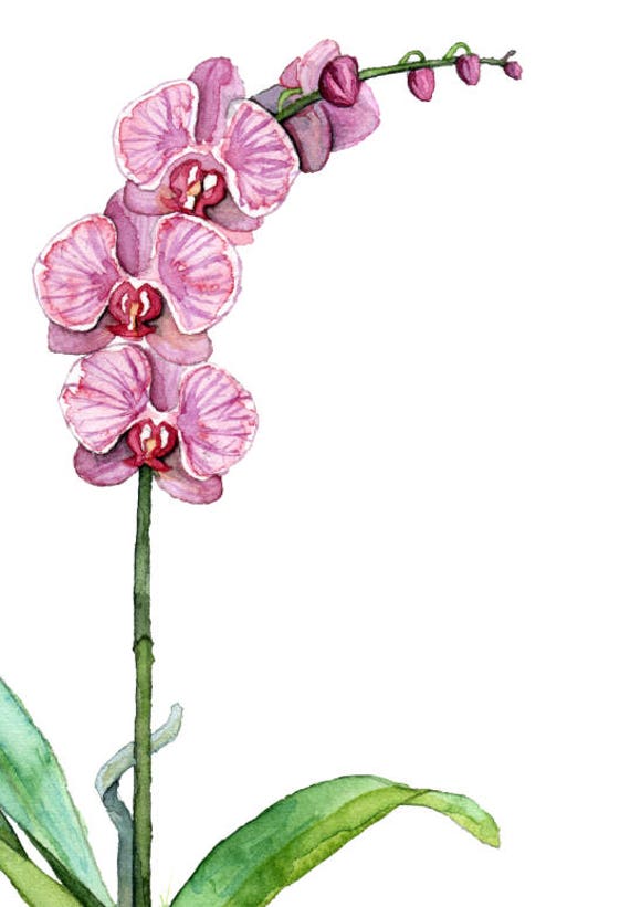 Watercolor Orchid Print Set of 4 Watercolor Paintings Orchid