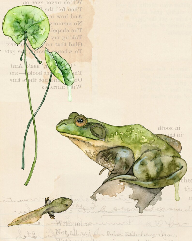 Botanical Print Painting Titled Nature Collection, Pond Watercolor Print, Frog, Art Print, Botanical Print, Wall Art, Painting,Botanical image 1