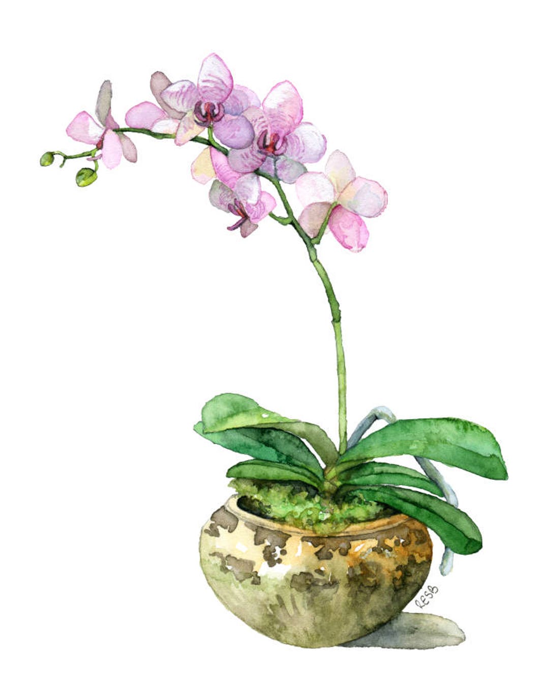 Poster plante à fleur en pot orchidée rose isolé fond blanc - détouré 