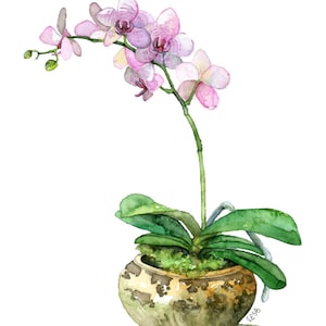 Potted Orchid Painting Print titled, Pink Orchid, Orchid Painting, Orchid Print, Botanical, Potted Plant, Orchid Plant, Flower Painting image 1