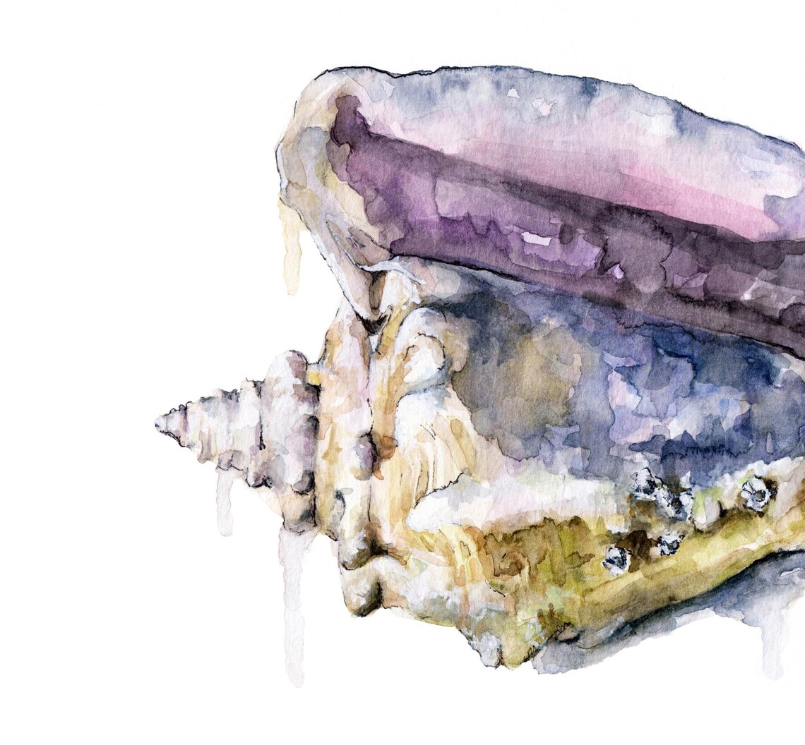 Seashell Conch Print - Coastal Home Decor, Sea Shell Painting, Beach ...