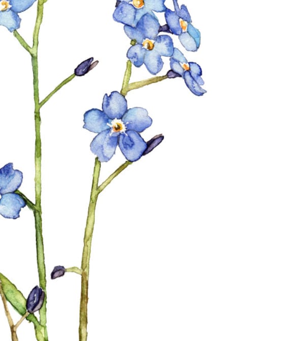 blue forget me not flowers 2021 watercolor  Postcard for Sale by  ColorandColor