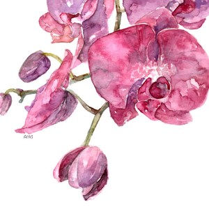 Pink Orchid Print Painting titled, SC Orchid, Watercolor Flowers, Watercolor Print, Orchid Plant, Orchid Painting, Orchid Art,Home Decor image 2