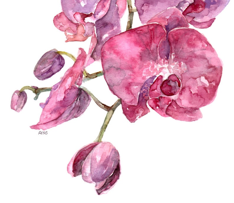 Pink Orchid Print Painting titled, SC Orchid, Watercolor Flowers, Watercolor Print, Orchid Plant, Orchid Painting, Orchid Art,Home Decor image 2