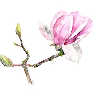 Magnolia Painting - Print from Original Watercolor Painting, &quot;Magnolia 3&quot;, Flower Print, Botanical, Magnolia Bud