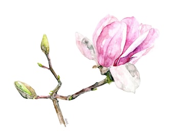 Pintura de Magnolia - Impresión de la Acuarela Original, "Magnolia 3", Estampado de Flores, Botánico, Brote de Magnolia