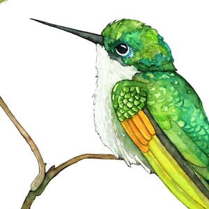 May include: A watercolour painting of a green hummingbird perched on a branch with green leaves. The hummingbird has a white throat and a yellow and orange stripe on its chest.