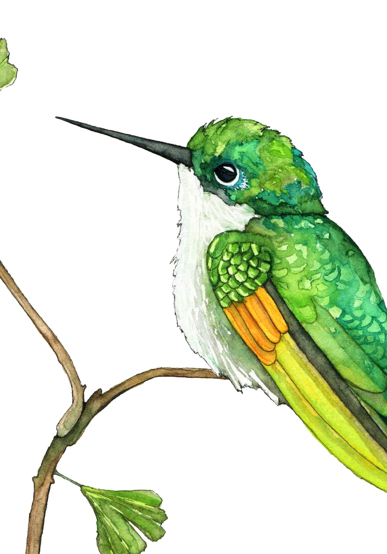May include: A watercolour painting of a green hummingbird perched on a branch with green leaves. The hummingbird has a white throat and a yellow and orange stripe on its chest.