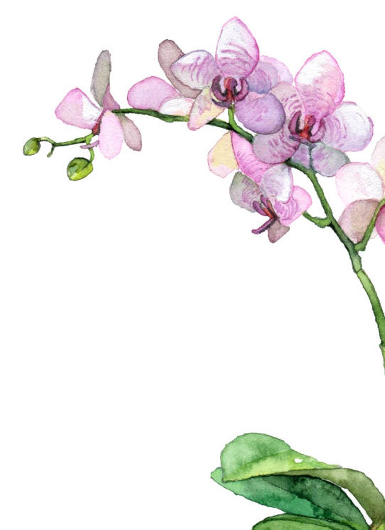 Potted Orchid Painting Print titled, Pink Orchid, Orchid Painting, Orchid Print, Botanical, Potted Plant, Orchid Plant, Flower Painting image 3