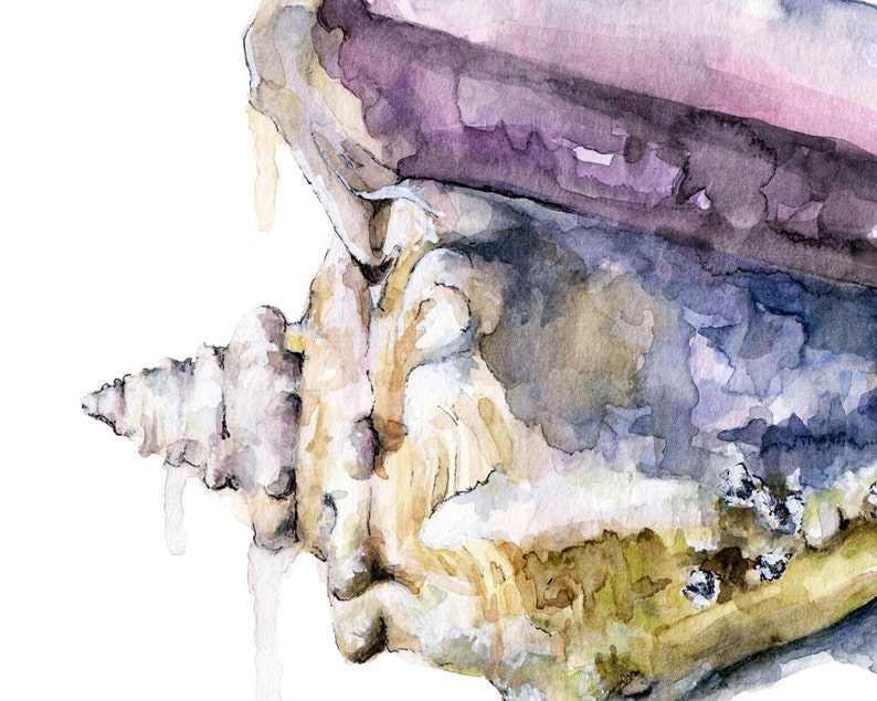 Seashell Painting Print from Original Watercolor Painting, Tidal Conch, Beach Decor, Beach House, Watercolor Seashell image 2