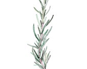Rosemary Herb Painting - Print from my Original Watercolor Painting, "Rosemary", Kitchen Decor, Green Herb, Botanical