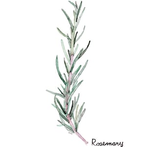 Rosemary Herb Painting - Print from my Original Watercolor Painting, "Rosemary", Kitchen Decor, Green Herb, Botanical