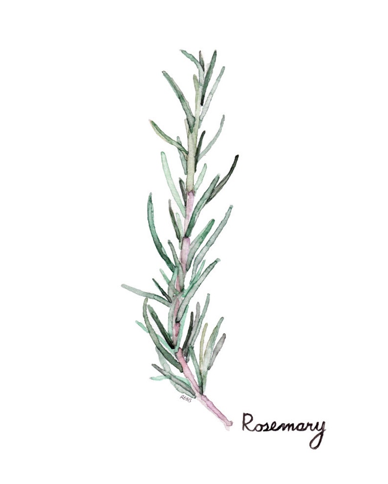 Rosemary Herb Painting Print From My Original Watercolor Etsy