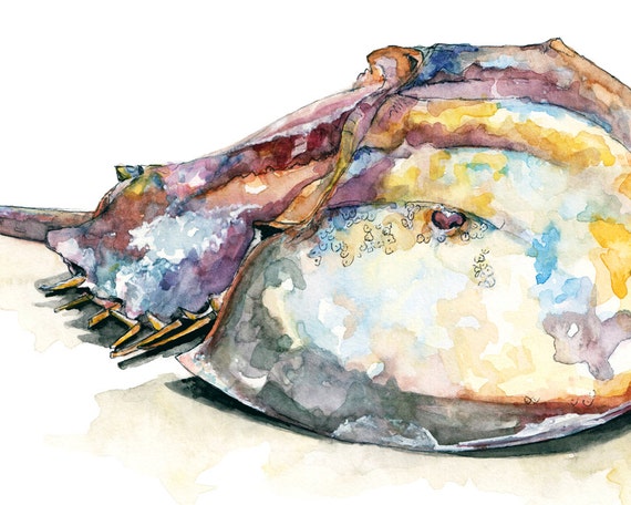 カブトガニ - オリジナル水彩画からのプリント、「カブトガニ カブトガニ - オリジナル水彩画からのプリント、「カブトガニ