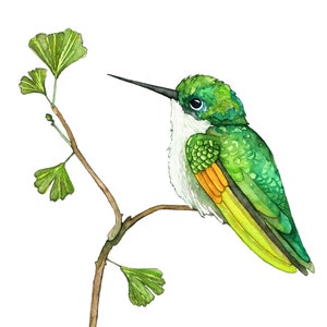 Hummingbird Painting, Watercolor Painting, Hummingbird Art, Hummingbird Print, Bird, Bird Prints, Garden, Print titled, "Green Hummingbird"