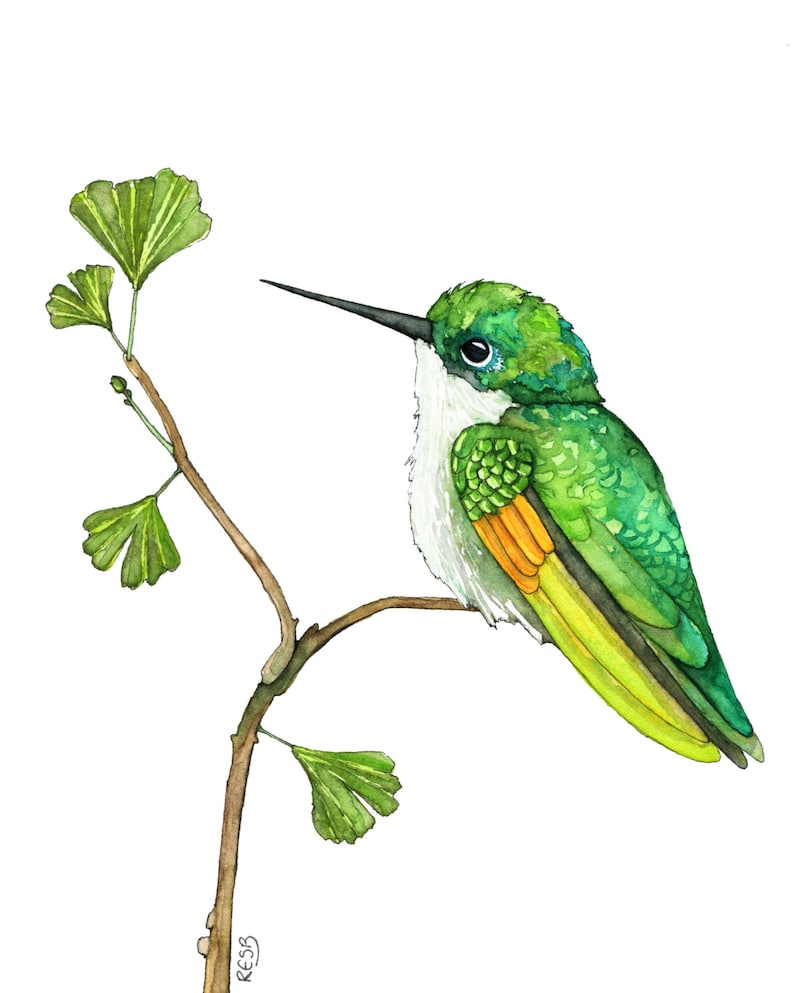 May include: A watercolour painting of a green hummingbird perched on a branch with green leaves. The hummingbird has a white throat and a yellow tail.