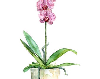 Watercolor Orchid Painting - Print titled, "Fuchsia Orchid",Orchid Painting, Orchid Print, Botanical, Watercolor Flowers,Watercolor Painting