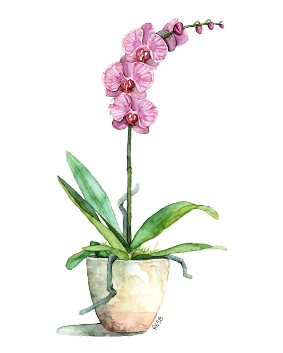 Watercolor orchid deals