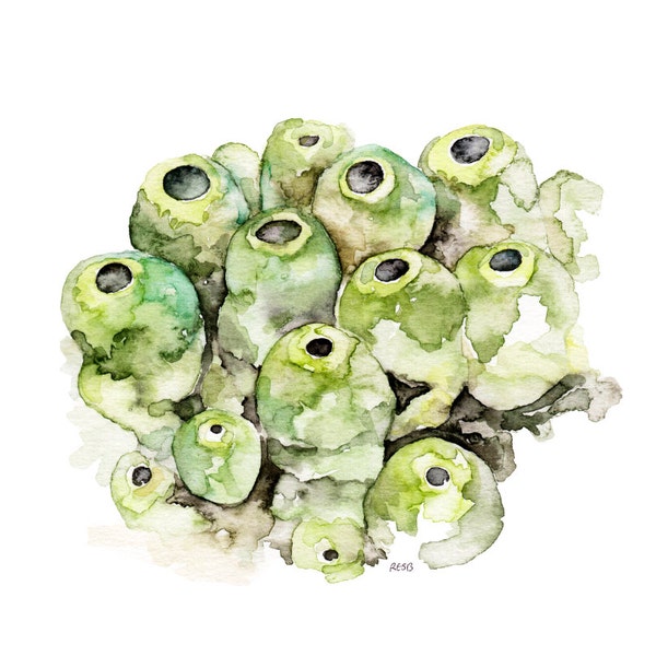 Sea Sponges for Painting Etsy