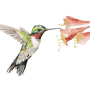 Hummingbird Painting - Print from Original Watercolor Painting, "Flit", Hummingbird, Emerald Green, Spring