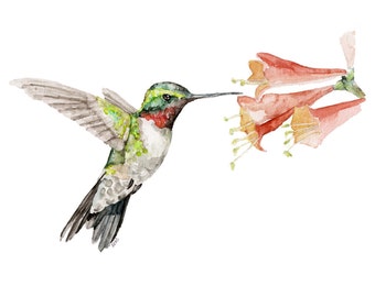 Hummingbird Painting - Print from Original Watercolor Painting, "Flit", Hummingbird, Emerald Green, Spring
