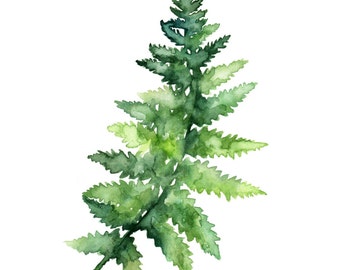 Fern Print - Made from my Original Fern Painting "Fern Study 1", Fern, Botanical Print, Watercolor Fern, Fern Painting, Green, Woodlands