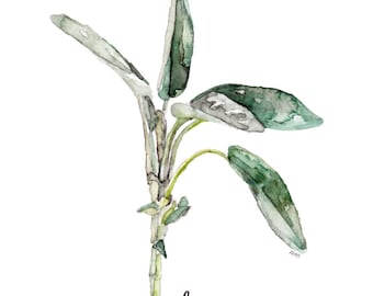 Sage Herb Painting - Print from Original Watercolor Painting, "Sage", Kitchen Decor, Green Herb, Botanical