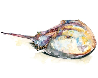 Horseshoe Crab - Print from Original Watercolor Painting, "Horseshoe Crab", Beach Decor, Seashore, Crab
