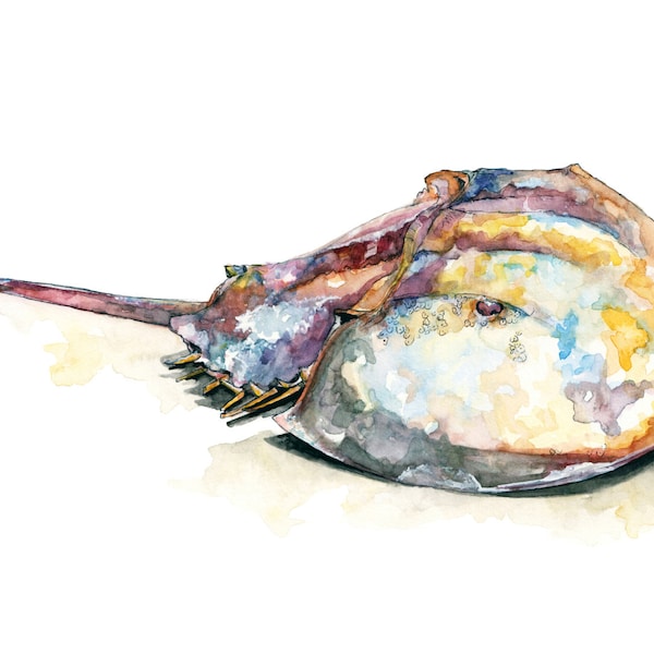 Horseshoe Crab - Print from Original Watercolor Painting, "Horseshoe Crab", Beach Decor, Seashore, Crab