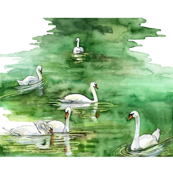 Pintura De Acuarela, Pintura De Cisne, Impresión De Cisne, Impresión De Acuarela, Pintura, Pintura De Acuarela, Cisne, Estanque, Arte, Grabado titulado, "El Lago de los Cisnes"