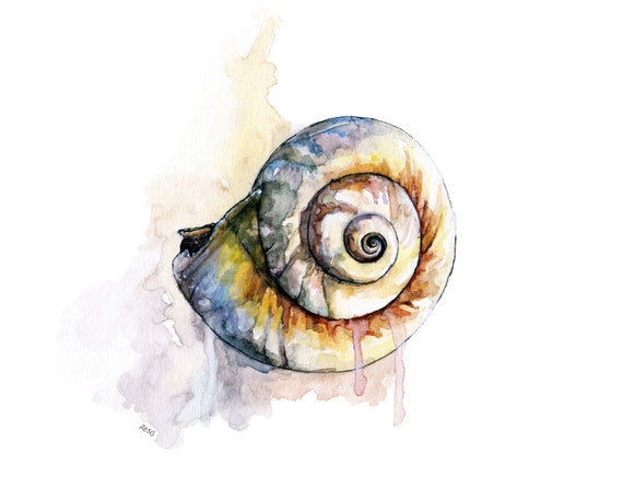 Seashell Painting 3 Print From Original Watercolor Painting, shark-eye Shell,  Beach Decor, Sea Shells, Seashell Art 