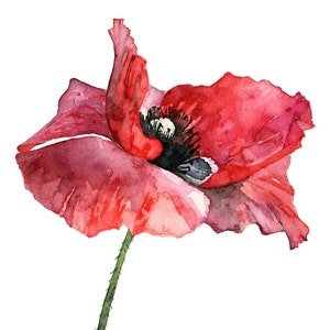 Red Poppy Painting - Print from my Original Watercolor Painting, "Dressed in Red", Red Flower, Poppy Painting, Watercolor Flower, Poppies