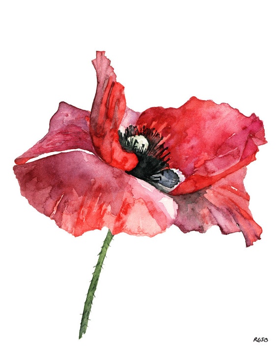 Watercolor Red Poppy Flowers Dishwasher Magnet Cover Refrigerato 並行輸入品 10,500+ Poppy Flower Watercolor Stock Photos, Pictures \u0026 Royalty