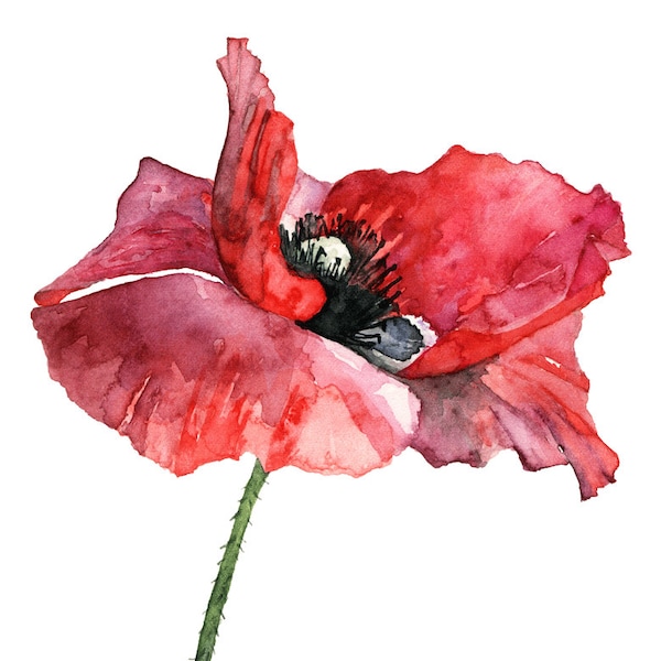 Röd vallmomålning - Tryck från min originalakvarellmålning, "Klädd i rött", Röd blomma, Vallmomålning, Akvarellblomma, Vallmo