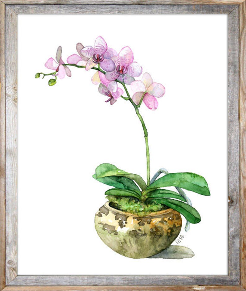 Potted Orchid Painting Print titled, Pink Orchid, Orchid Painting, Orchid Print, Botanical, Potted Plant, Orchid Plant, Flower Painting image 2