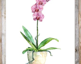 水彩画の蘭の絵画 - 「フクシア蘭」と題されたプリント、蘭の絵画、蘭