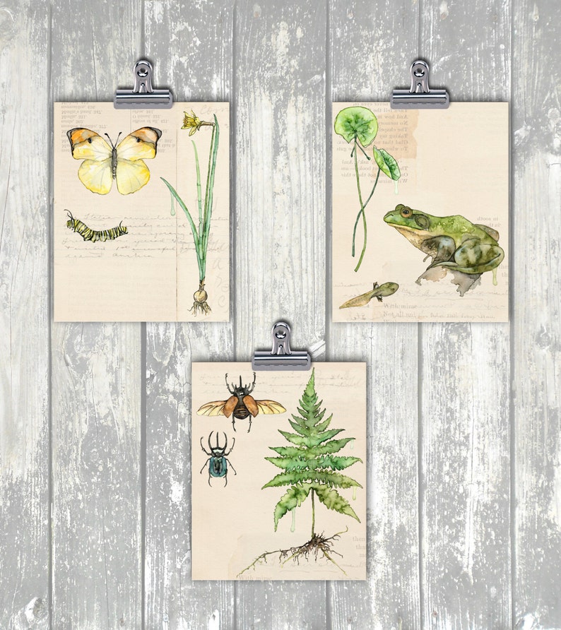 Botanical Print Painting Titled Nature Collection, Pond Watercolor Print, Frog, Art Print, Botanical Print, Wall Art, Painting,Botanical image 3
