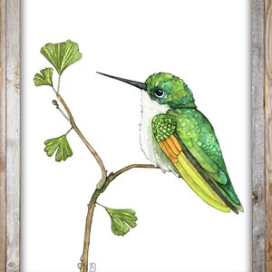 May include: A watercolour painting of a green hummingbird perched on a branch with green leaves. The hummingbird has a white throat and a yellow and orange stripe on its chest.