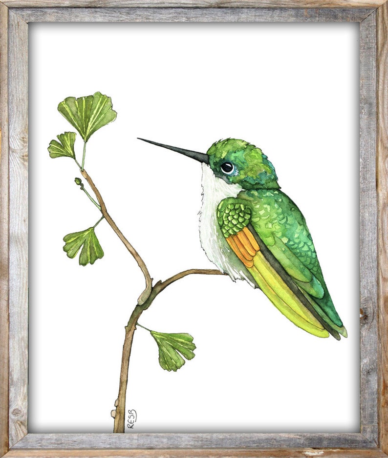 May include: A watercolour painting of a green hummingbird perched on a branch with green leaves. The hummingbird has a white throat and a yellow and orange stripe on its chest.
