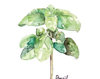 Basil Herb Painting - Print from my Original Watercolor Painting, "Basil", Kitchen Decor, Green Herb, Botanical, Herb Watercolor, Herb Plant