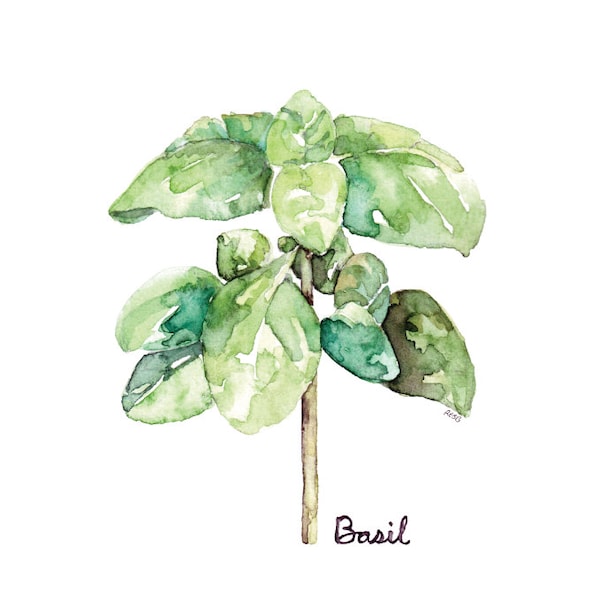 Basil Herb Painting - Print from my Original Watercolor Painting, "Basil", Kitchen Decor, Green Herb, Botanical, Herb Watercolor, Herb Plant