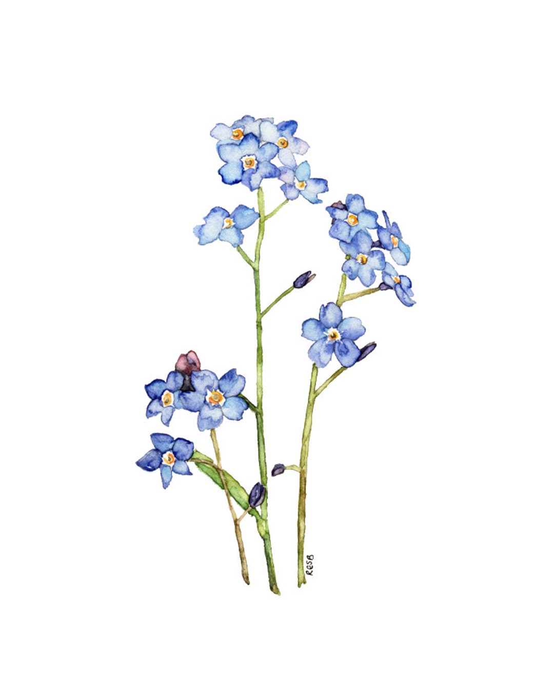 Forget Me Not Painting Print From My Original Watercolor Painting, elaine, Forget  Me Not Flower, Blue Flower, Watercolor Flower, Flowers -  Israel
