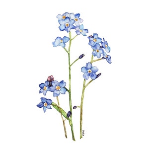 Forget Me Not Painting - Print from my Original Watercolor Painting, "Elaine", Forget Me Not Flower, Blue Flower, Watercolor Flower, Flowers