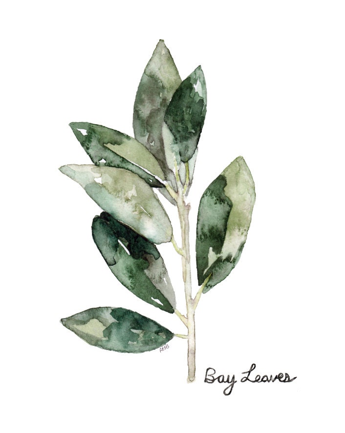 Bay Leaves Herb Painting Print from Original Watercolor | Etsy