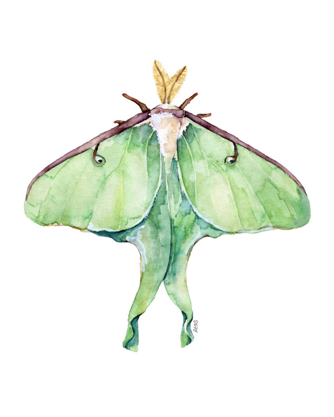Luna Moth Art Print – Watercolor Insect Wall Art, Green Luna Moth ...